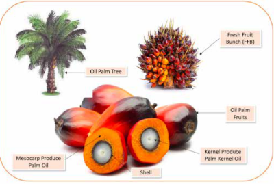 Sustainability: Paper from Palm Oil Production Residues